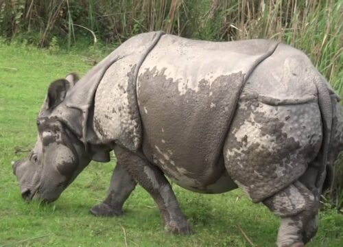 Shillong to Kaziranga Taxi Service