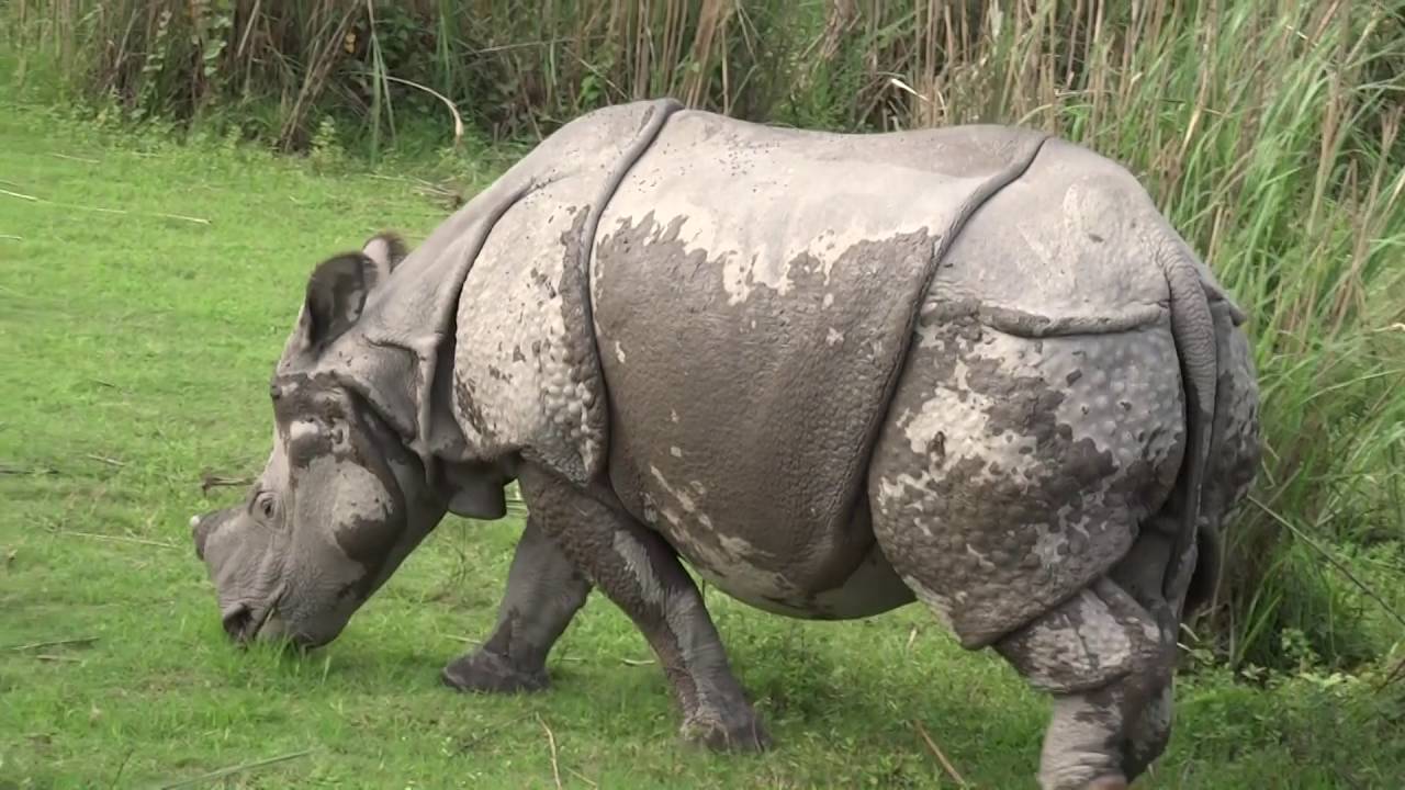 kaziranga-car-hire