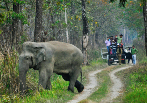 Guwahati to Pobitora Park Car Rental