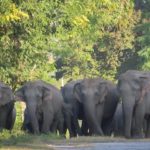 bornadi-wildlife-sanctuary-assam-tour-car-hire