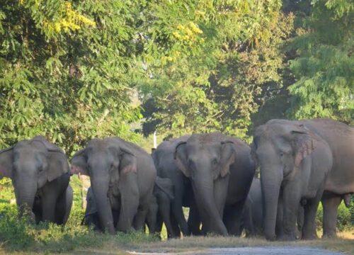 Guwahati to Bornadi Sanctuary Tour