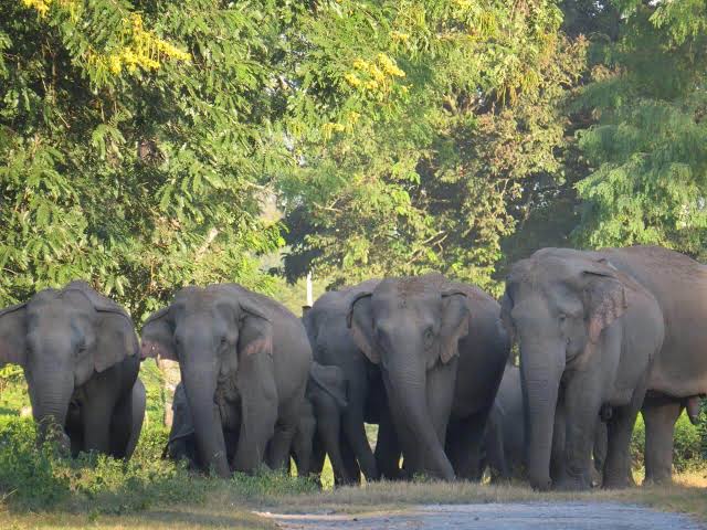 bornadi-wildlife-sanctuary-assam-tour-car-hire