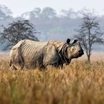 kaziranga-car-rental