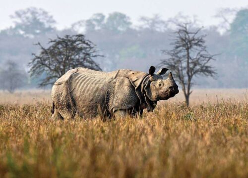 Kaziranga to Arunachal car rental