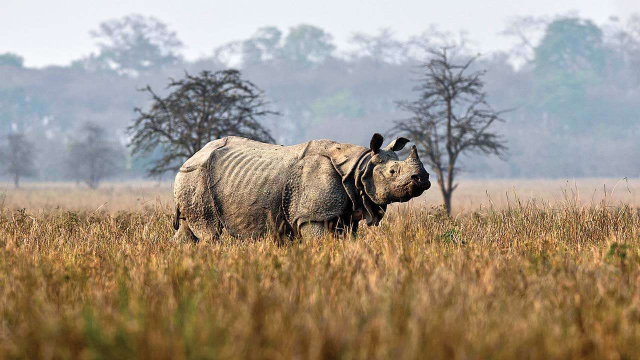 kaziranga-car-rental