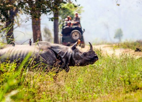 Kaziranga Tour