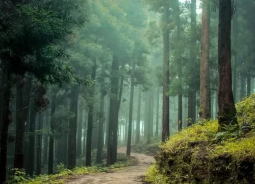 Darjeeling Taxi Service